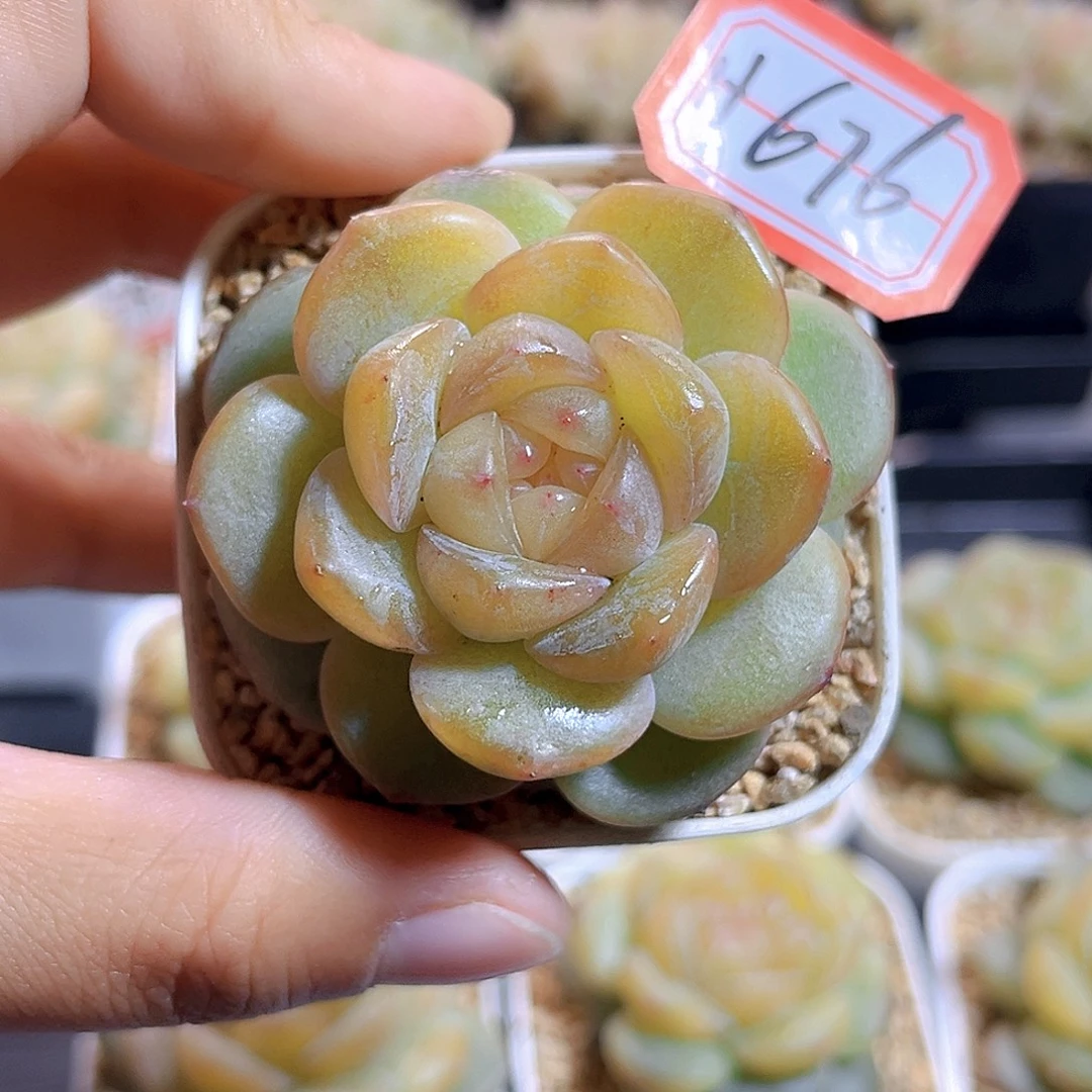 H676 拿铁奶沫 满18包邮