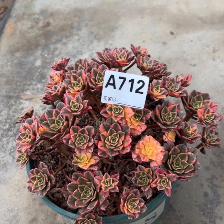 712甜茶20厘米左右