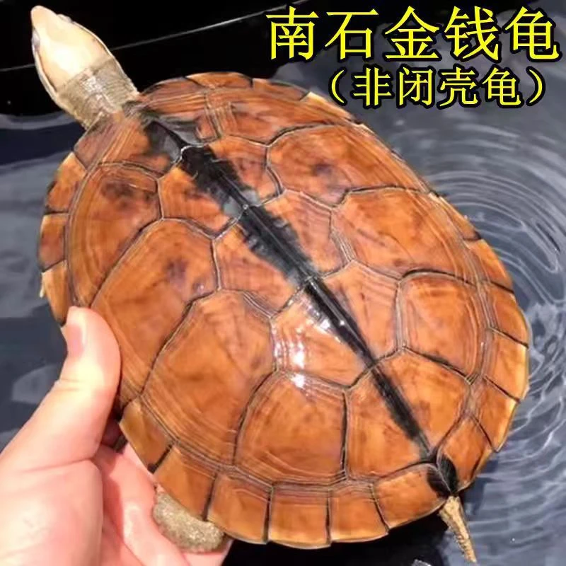 正宗纯种金钱龟招财吃菜石金钱龟长寿情侣观赏深水小宠物乌龟活物