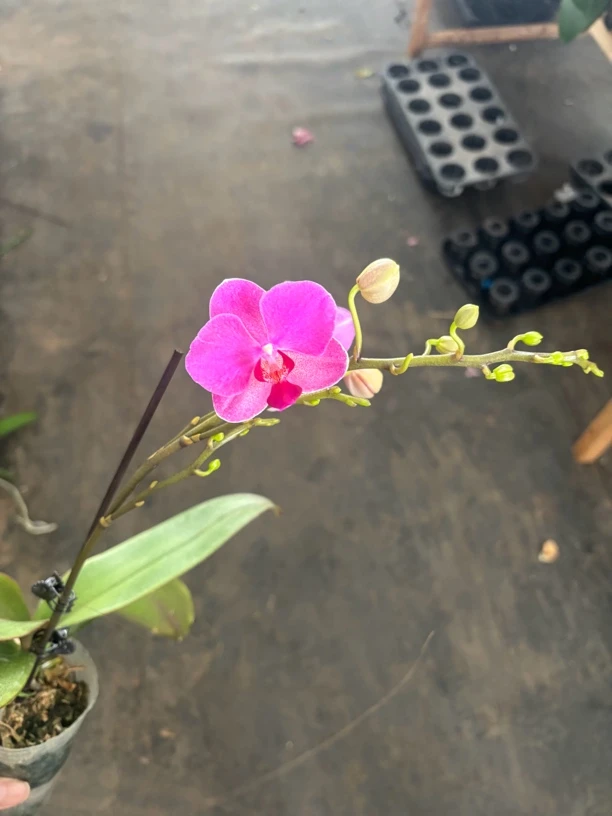 蜜糖-蝴蝶兰 开花发货 室内绿植