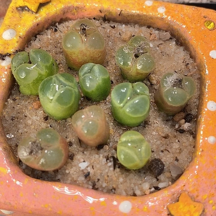 8513风铃奔驰一颗