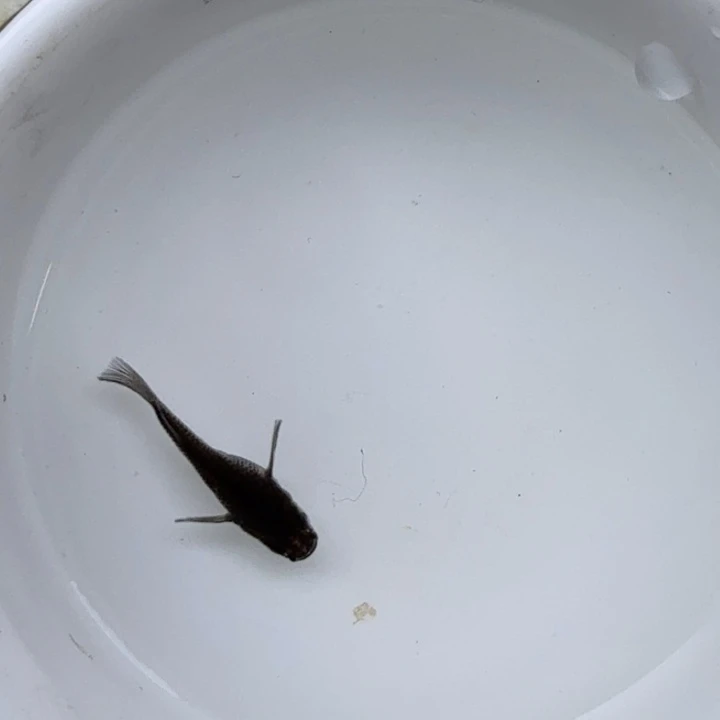 青鳉鱼大蛇球球3号青鳉
