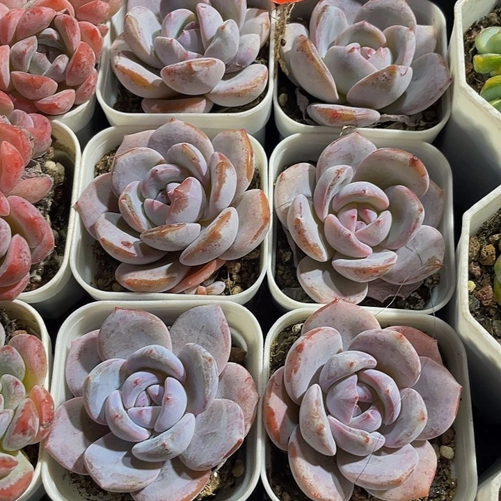 抹茶3.8带盆土发货