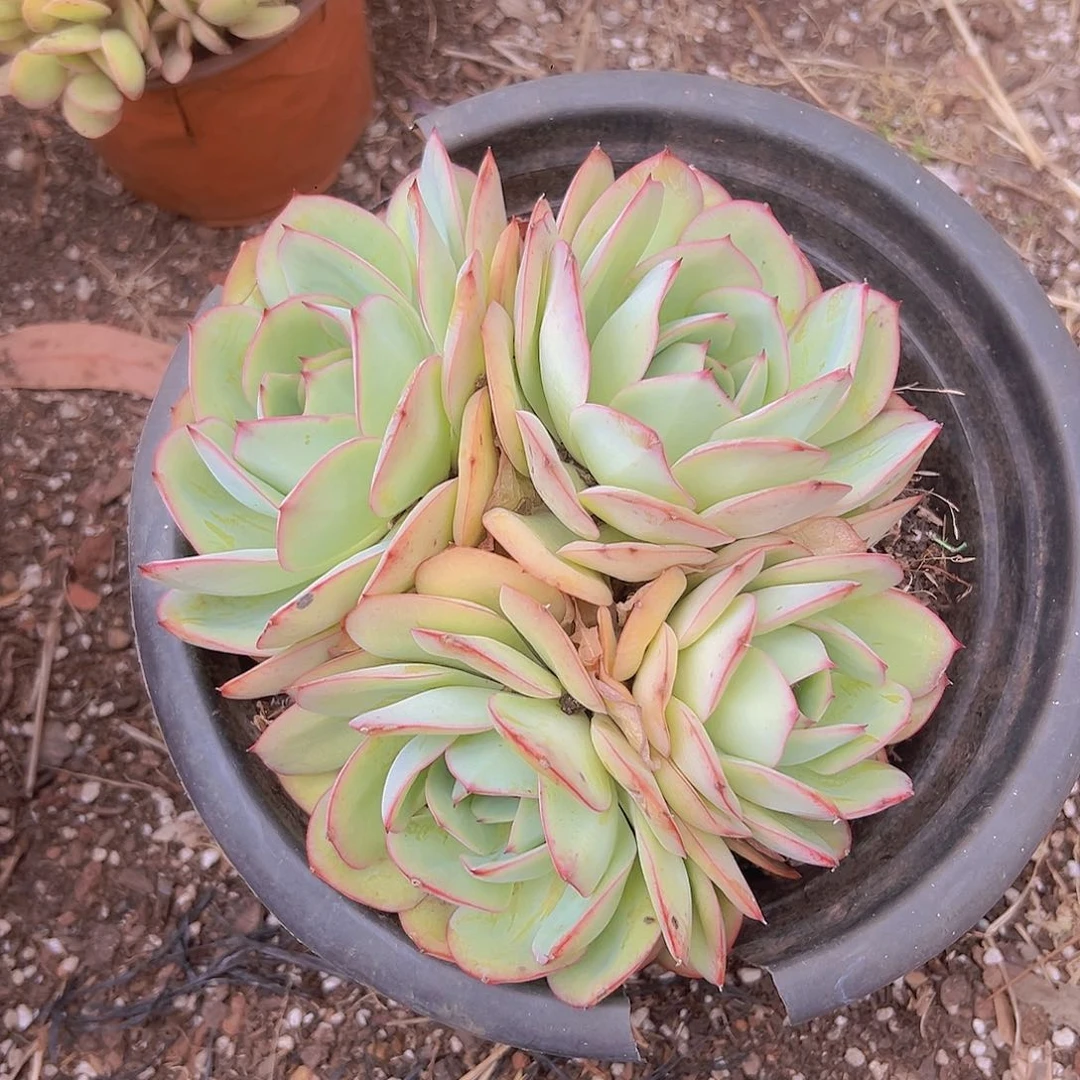 牧丹亭9.99一单包邮