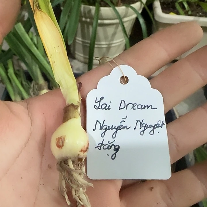 越南盲盒1.5cm小裸球发货