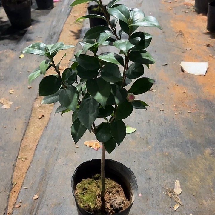 大部分花苞少量开放，双色十八