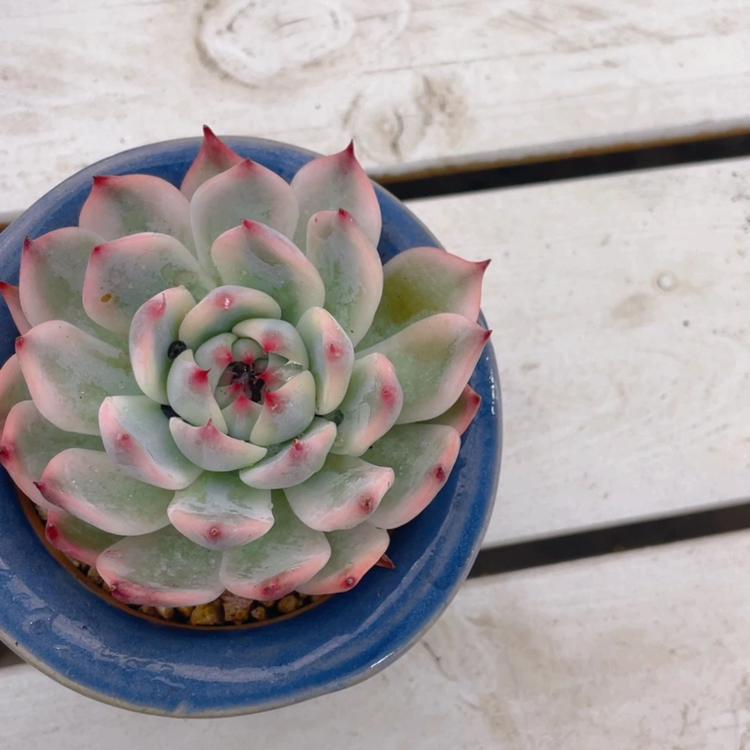 句***。0908-15-完美腹轮吉娃娃锦一颗