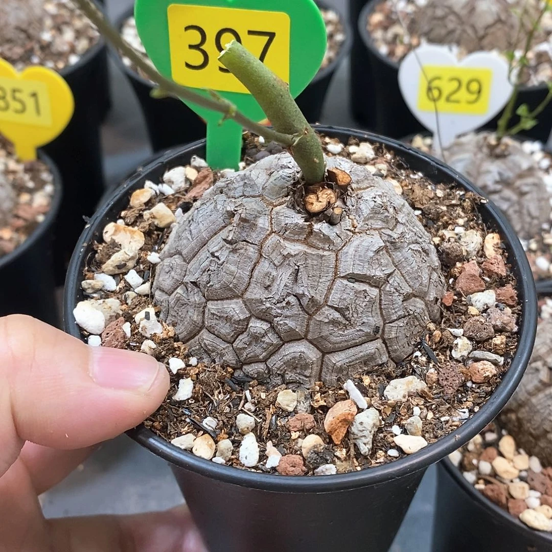 南非龟甲龙龟甲龙