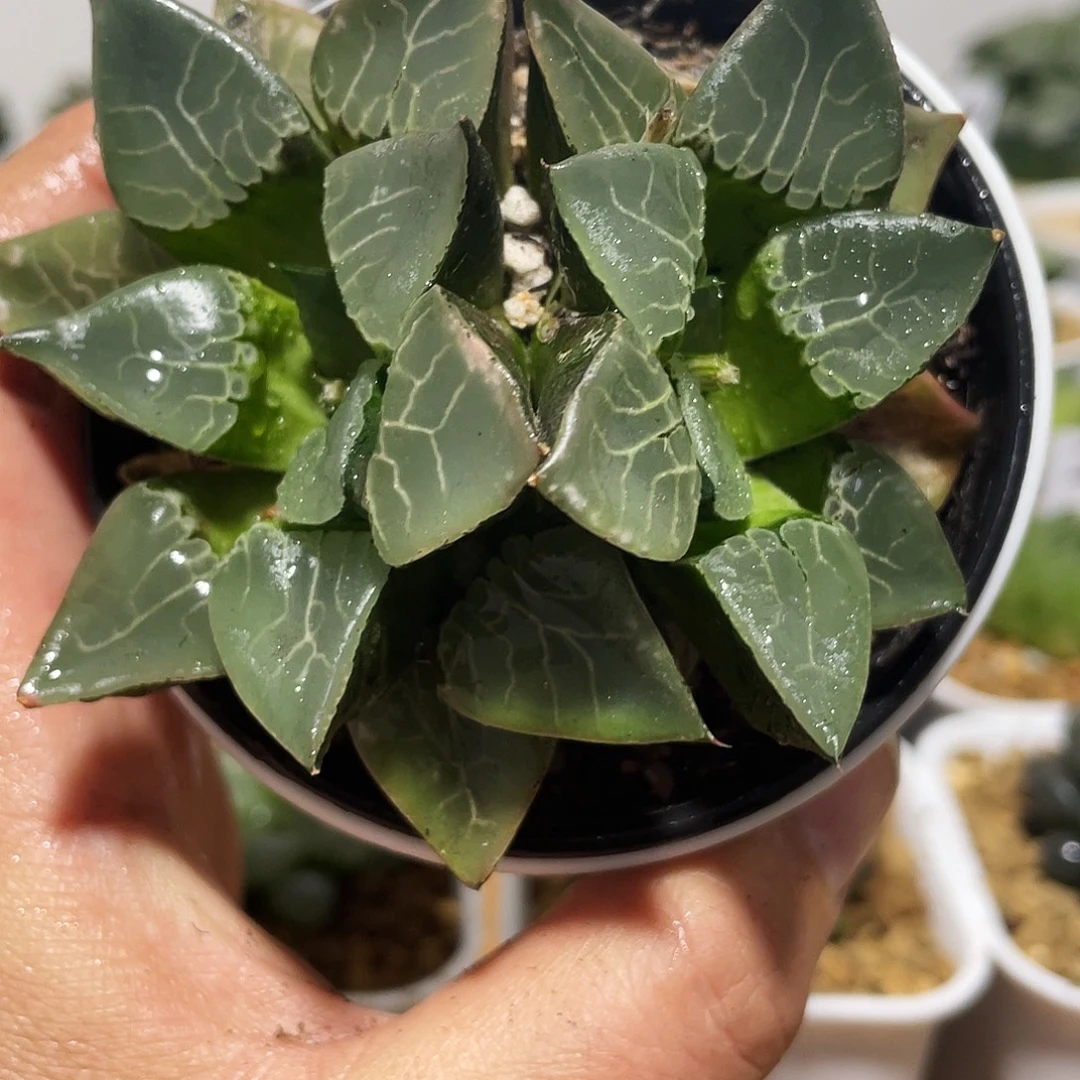 万象盆双头火凤凰克多肉