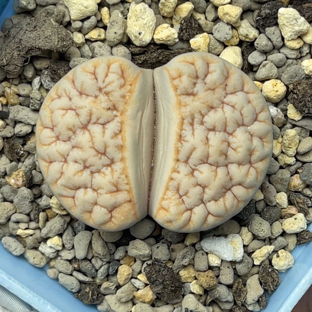 0680凹凸拿铁189一颗