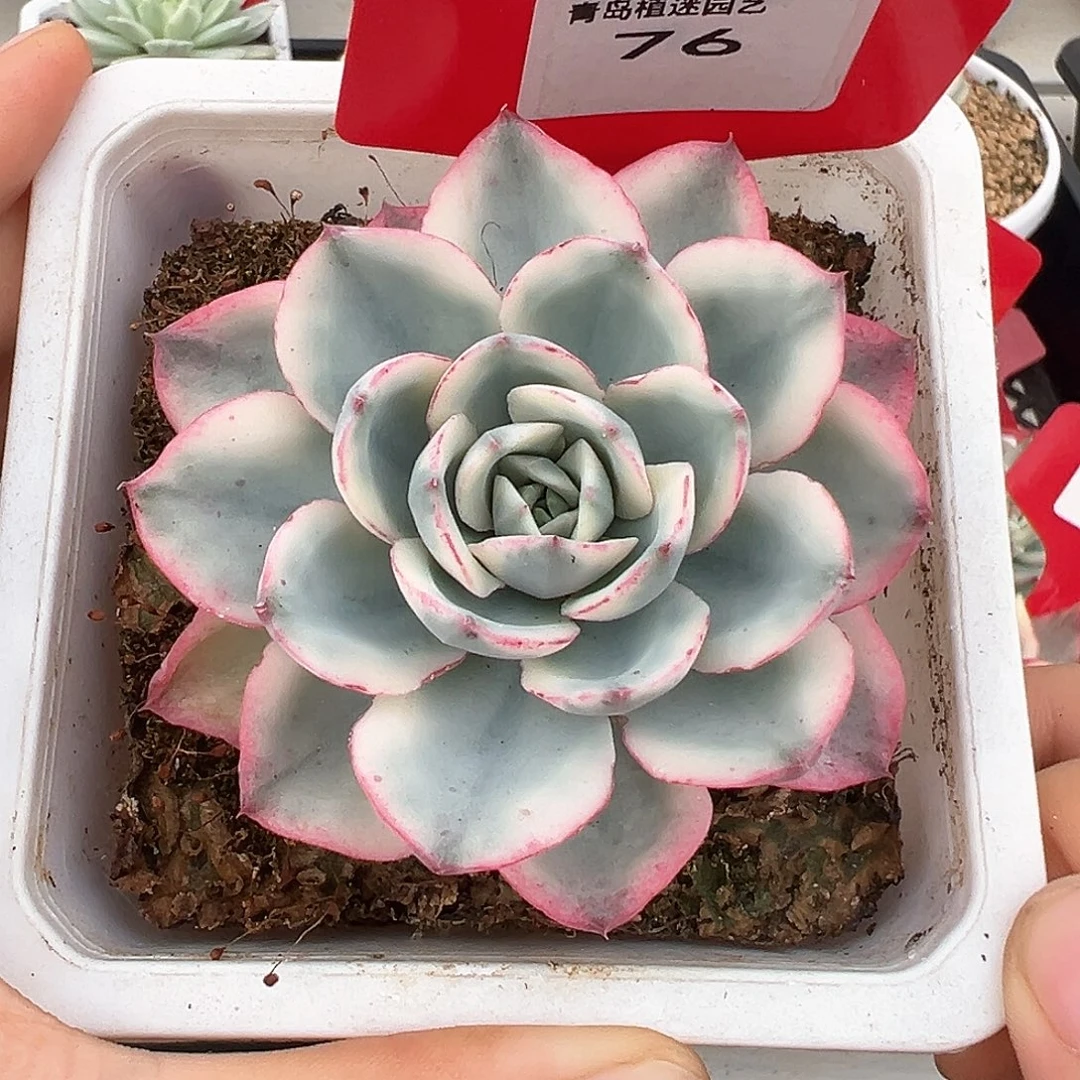 76号奶油黄桃锦多肉植物