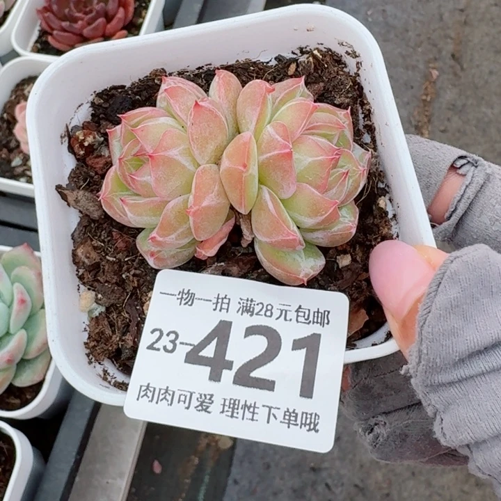 雪花珍妮无盆土发货无