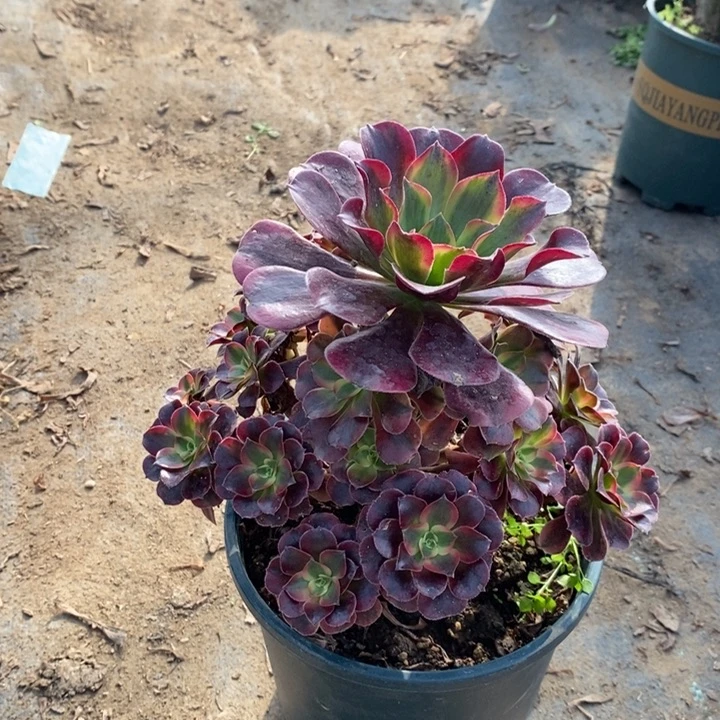 美杜莎多肉植物11
