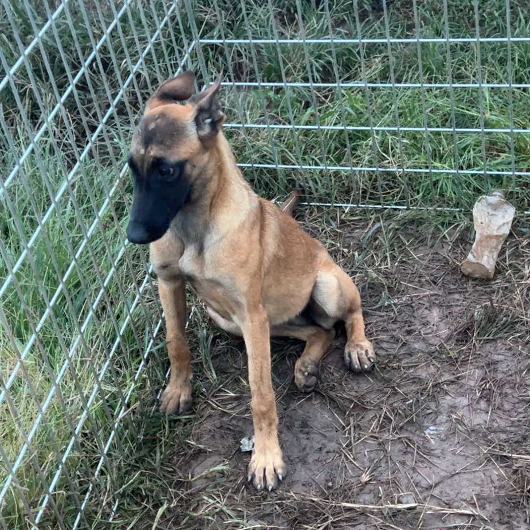 马犬护卫犬工作犬小母五个月