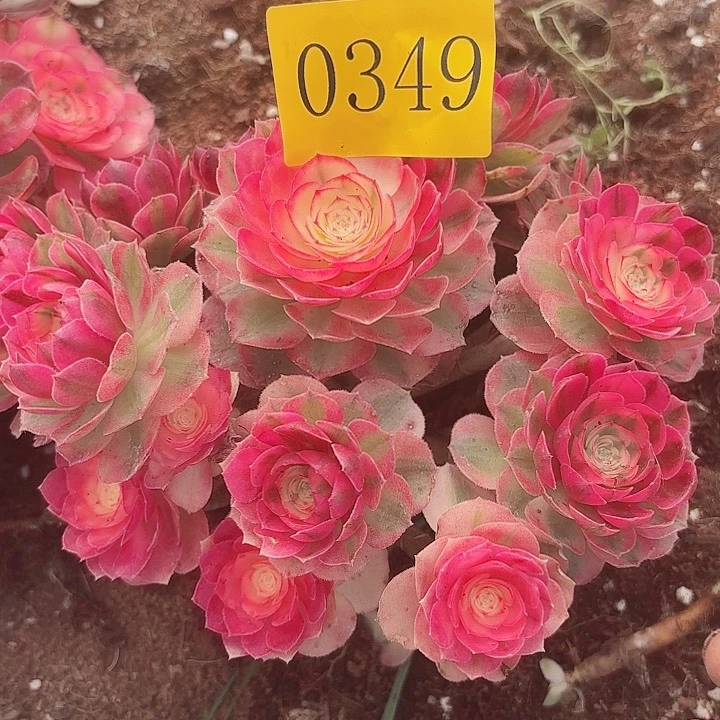 多肉植物荔枝0349