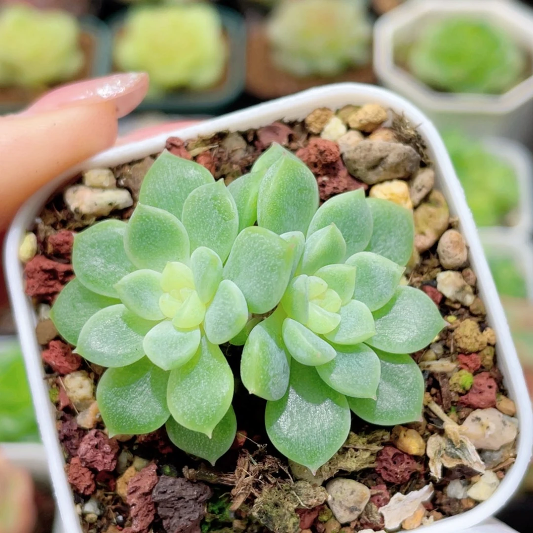 179号糖心冰心珍妮 泼天