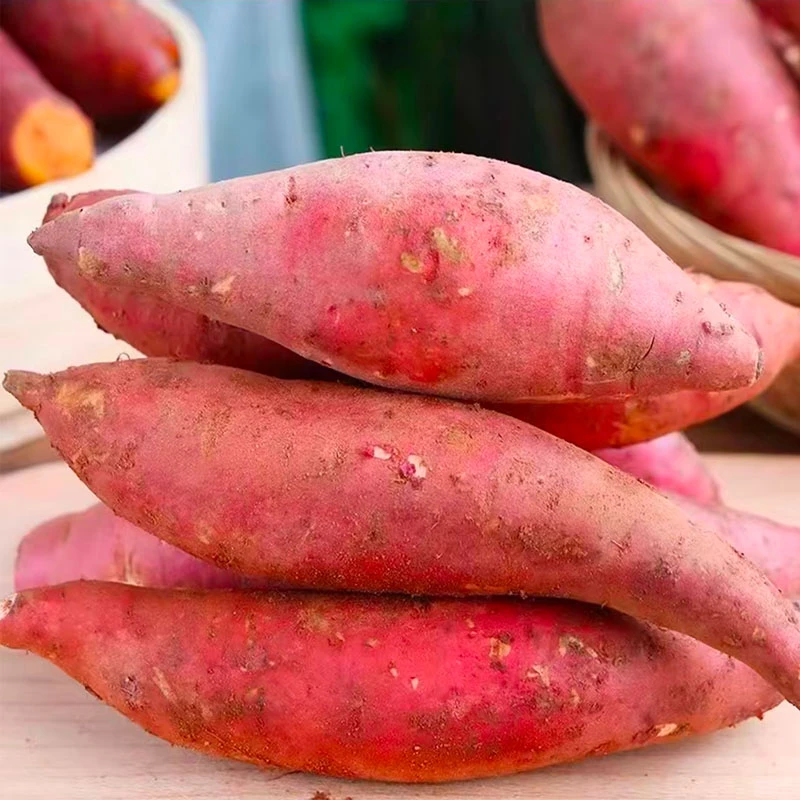 商城上石桥沙地西瓜红软糯香甜白心蜜薯红薯.红薯现挖现发