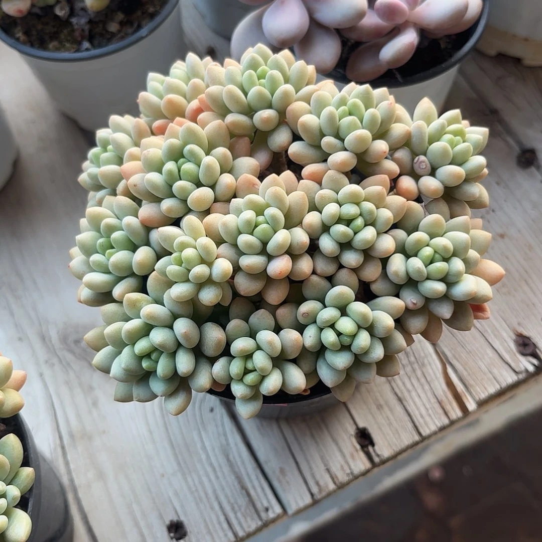 鱼子酱多肉植物26.8