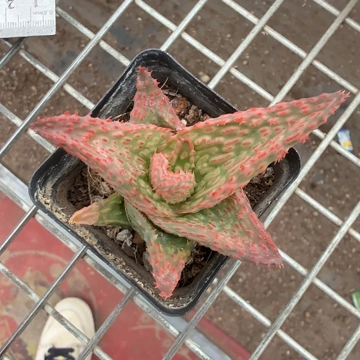 芦荟单头红6仙人球