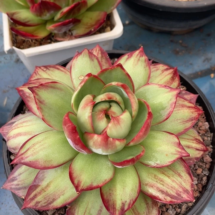 惊鸿仙子多肉植物6822