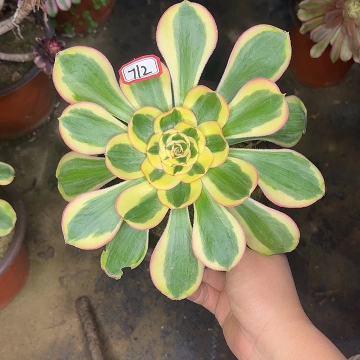 王妃712多肉植物多肉