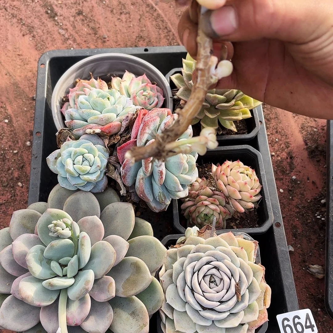 多肉植物空拍664号