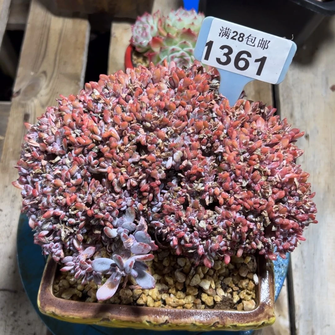 1361秋之霜缀，冠服19