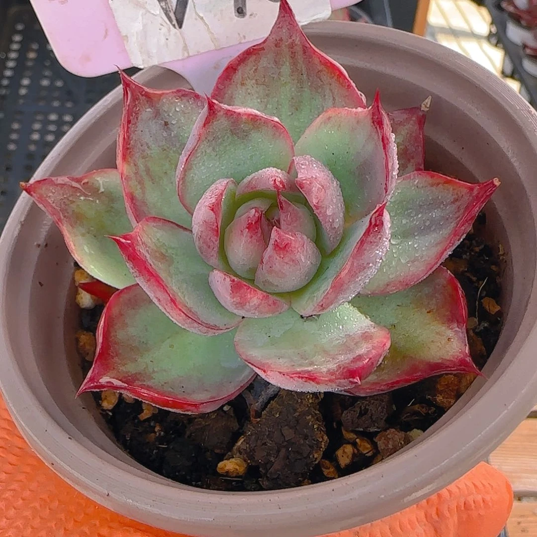 美**生V40 惊鸿仙子多肉植物