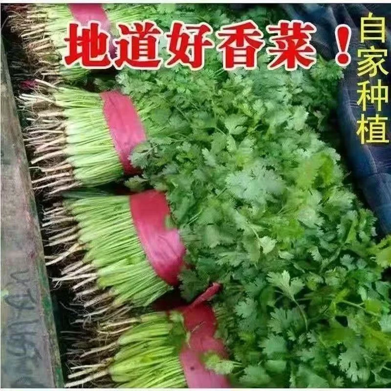 山东新鲜带根香菜农家现挖自种小芫荽鲜叶菜四季蔬菜火锅菜调味菜