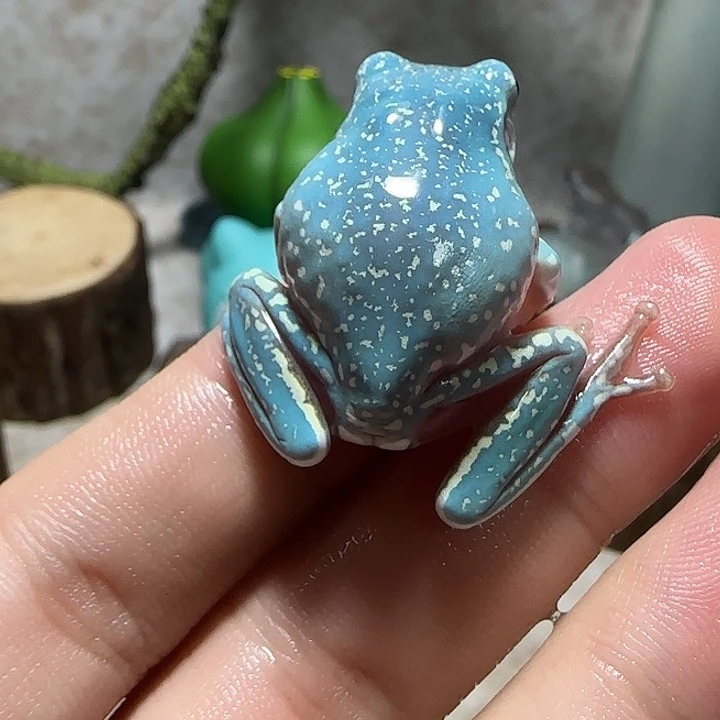 老爷树蛙1 魔鬼蓝亮宝石小暴雪