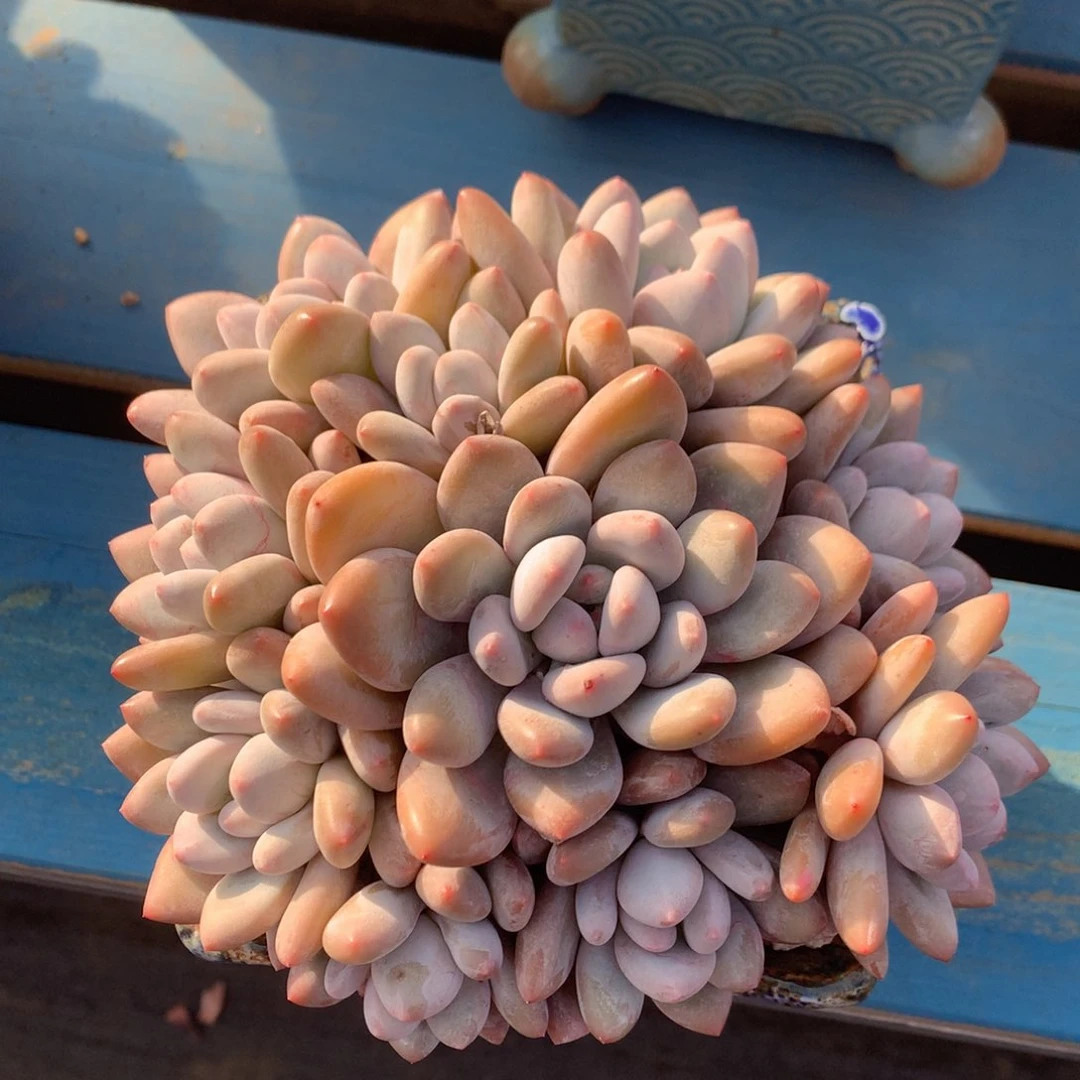 韩版香水老桩捧花一物一拍