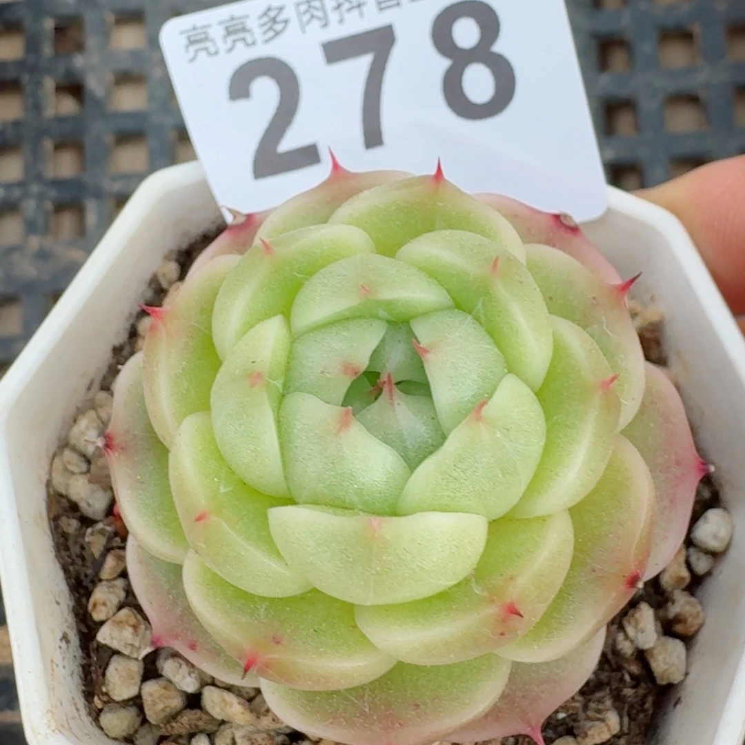 麦秆         多肉植物
