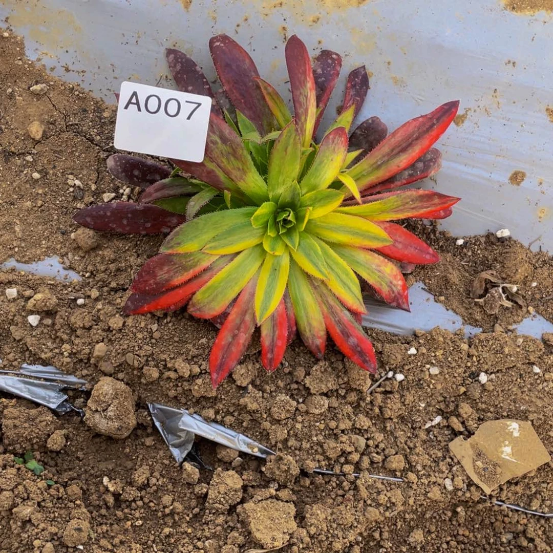 007孔雀七彩多肉植物