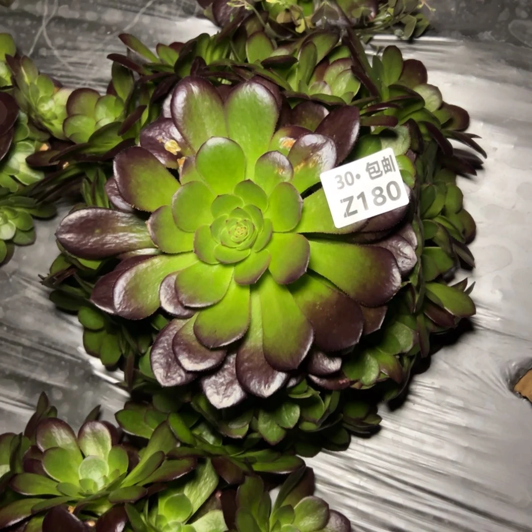 娟***?180雨荷多肉法师