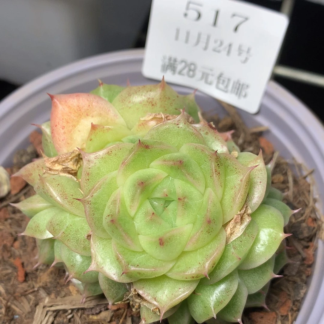 【闪购商品】云517号