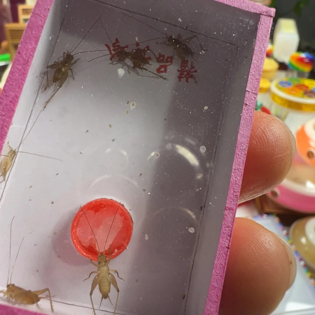 蟋蟀两盒小黄蛉漂亮