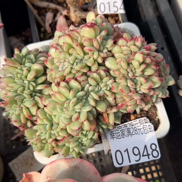 幸运儿是一位非常优秀