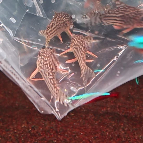 鼠鱼金翅珍珠鼠3.0/3.5   2中通