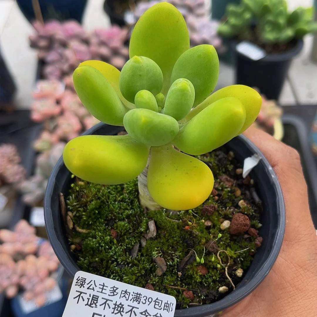 292单头芒果奶酪6cm