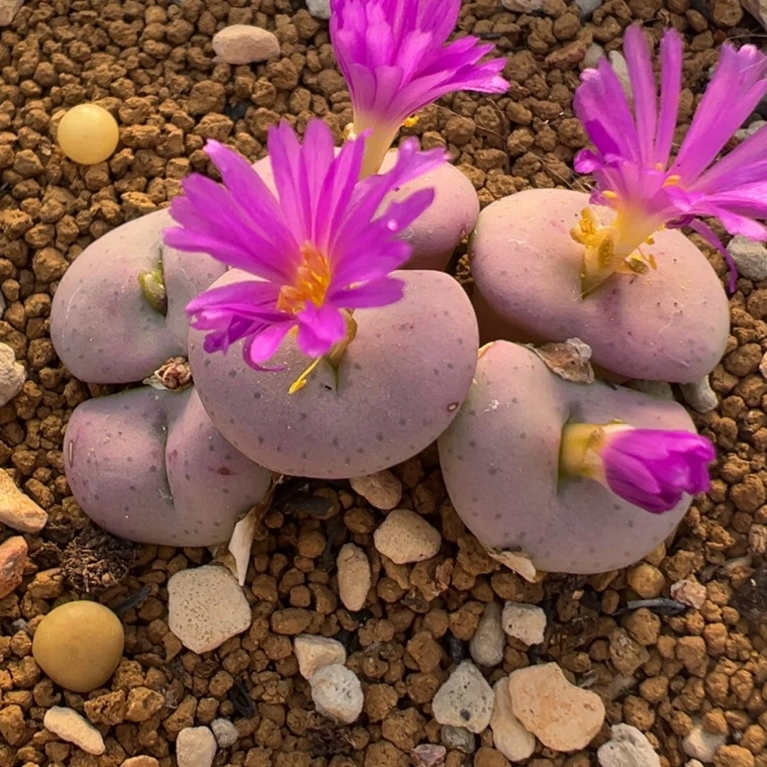 1301多肉植物百科紫花小饼