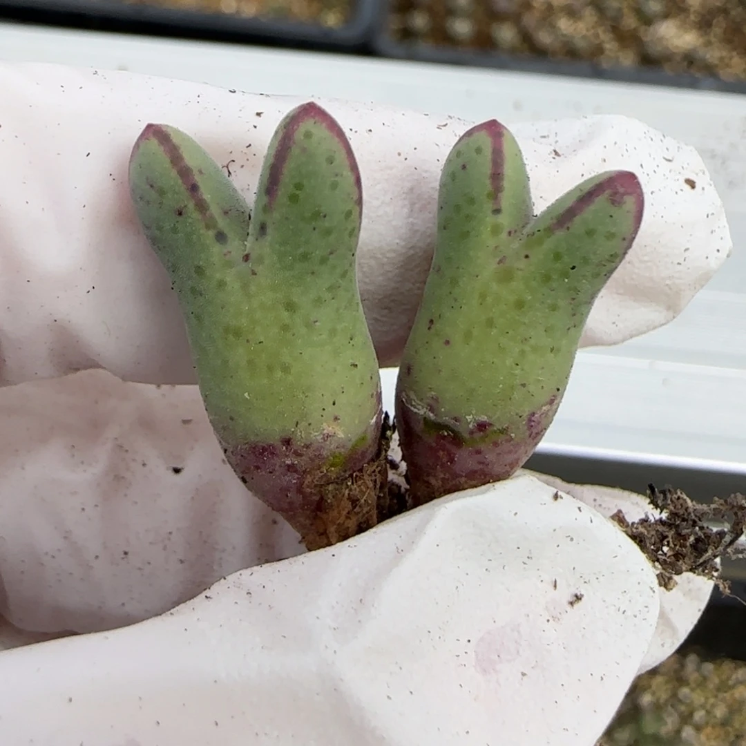 12.21.985猪蹄.9030