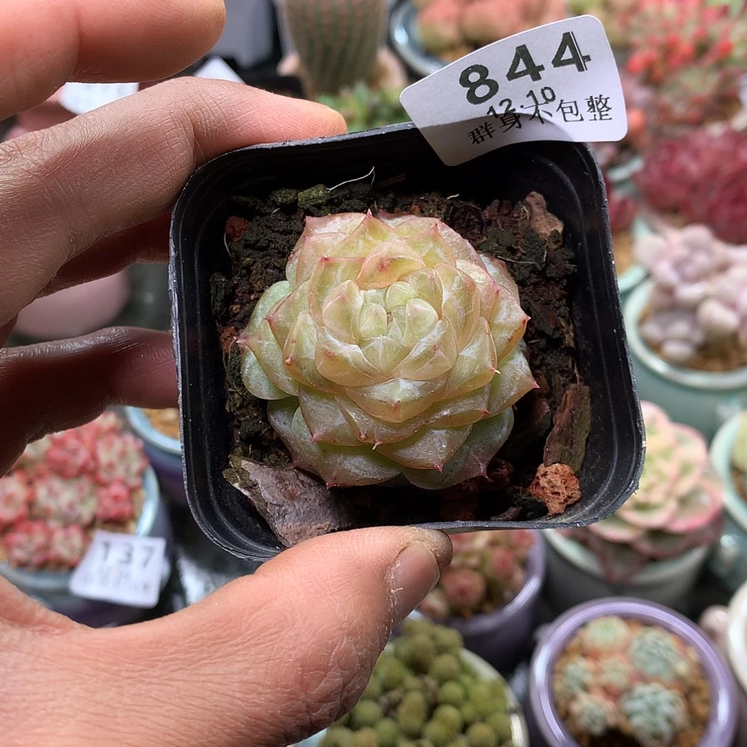 精控拇指盆12.10844