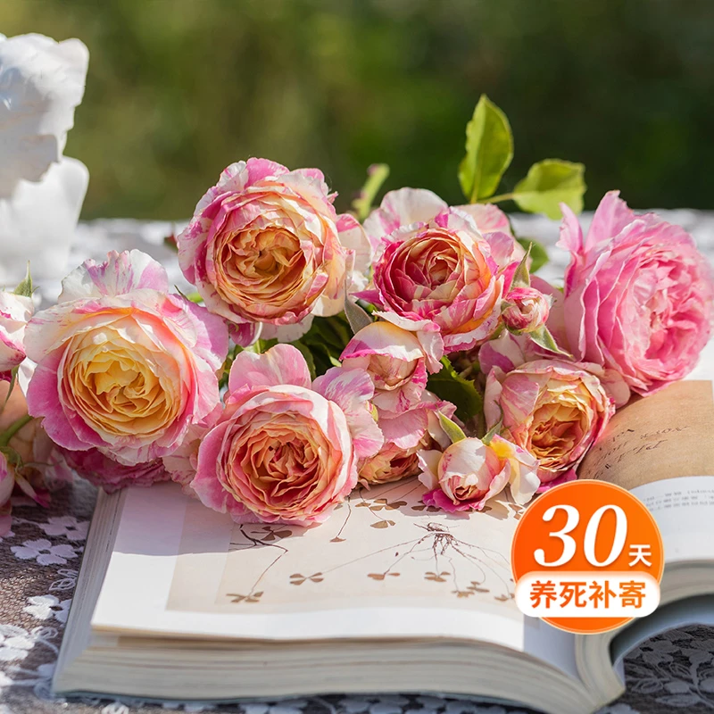 天狼月季 克劳德莫奈 多季节粉黄色浓香灌木月季阳台花卉