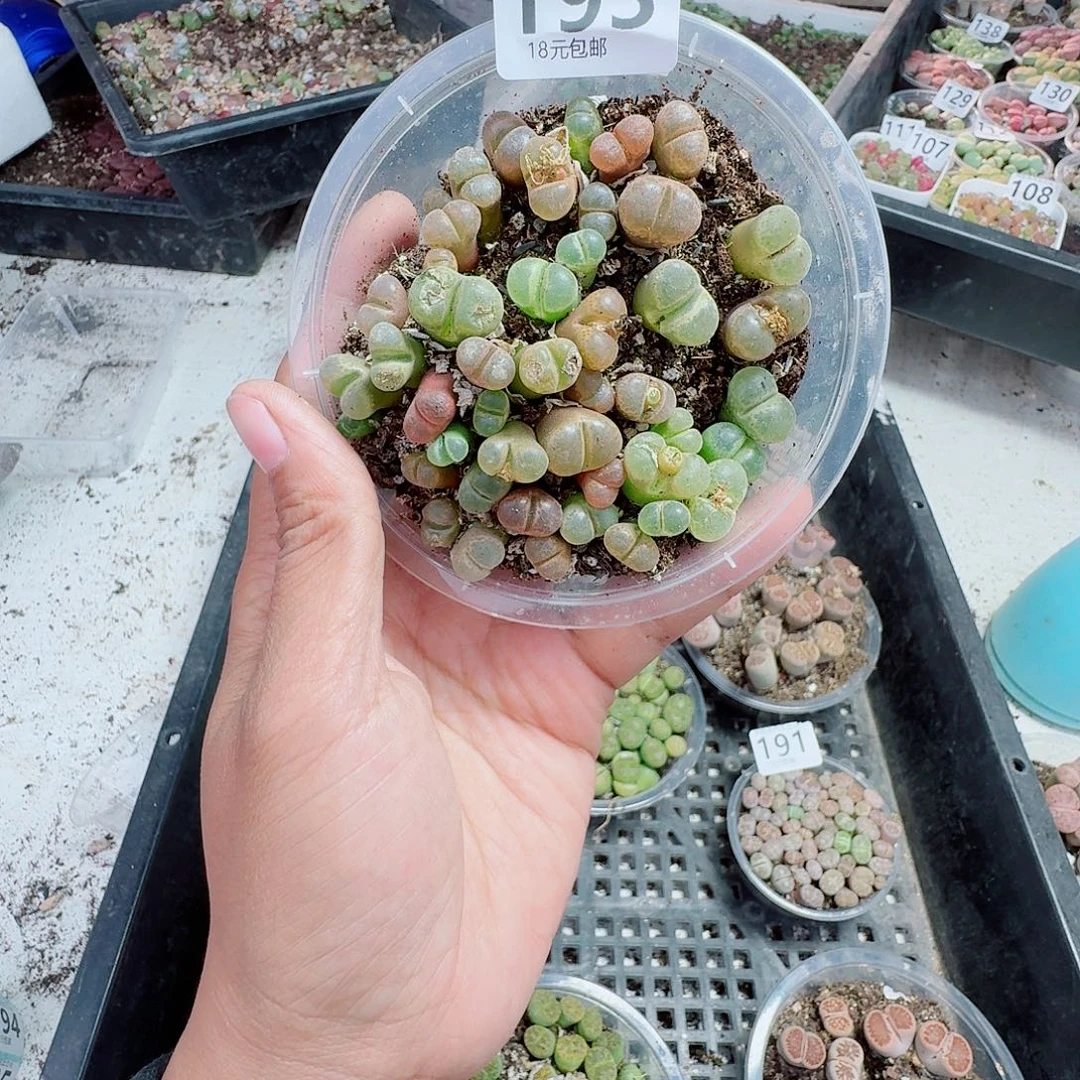 193多肉植物多肉植物