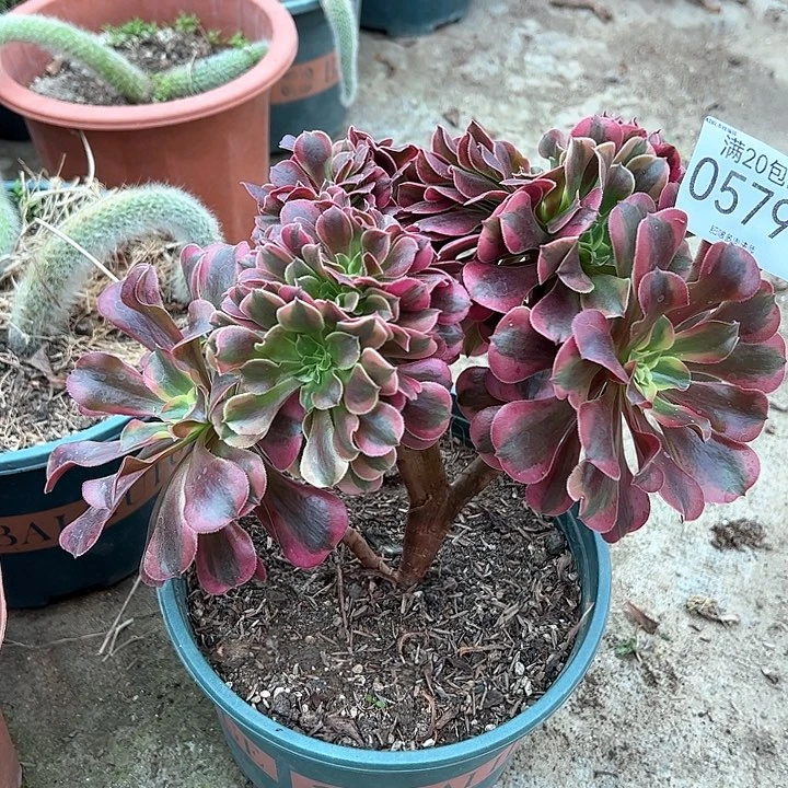 0579美杜莎缀多肉植物