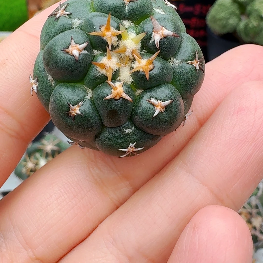 y***拉直播间，獠牙，专拍，