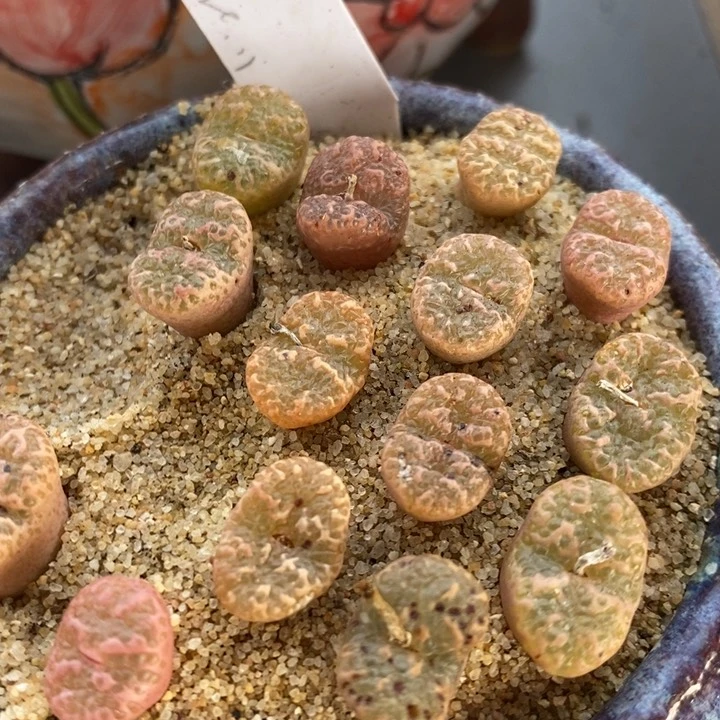 单头泡泡勋章一颗