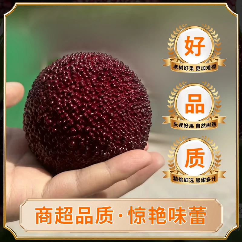 【开园头茬仙居杨梅】约1350g 9A新鲜仙居杨梅大果当季产地直发 次日达杨梅同城送新鲜杨梅