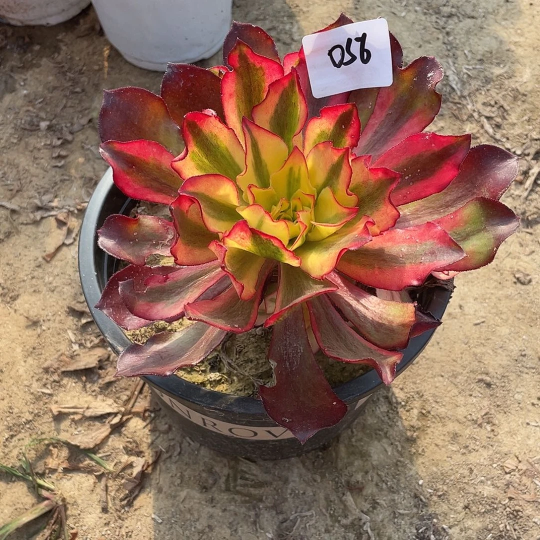 法师植物魅影法师056