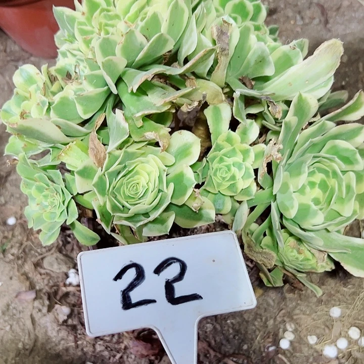 多肉植物绿豆沙法师